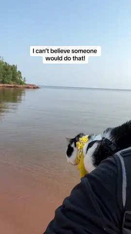 Jack Spicer thinks that was an absolutely ridiculous thing to do. Just splashing and jumping into an infinitely huge bath like that! #cat #cats #tuxedocat #catlovers #catvideos #kittycat #catwalk #catsoftiktok #funnyvideos #funnycat  