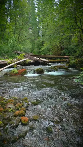 Taking in the peace of this little river in the forest, where the gentle flow and surrounding greenery create a soothing retreat 😌 #nature #Outdoors #cinematic #calm #creek 