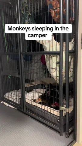 Do the monkeys sleep good in the camper? Why yes they sleep great. Monkeys sleep all night long unless they are sick. You have to imagine if they were in the wild they would not want to make noise or they would be harmed or killed. Once its dark they are quite and sleep. 