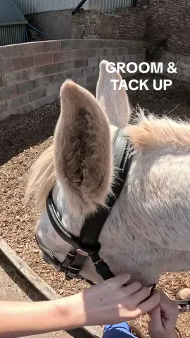 Tacking up in the woodbark pen and Diamond couldn’t get any closer to the gate if she tried 😆 #horses #horsesoftiktok #horsetok #equestrian #tackupandride #tackup #gopro #fyp #fypviral 