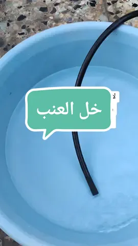 شلون نگدر نسوي خل العنب خطوه بخطوه بالبيت تابعوا الفيديو للنهايه  #خل #خل_عنب #خل_العنب #خل_عنب_طبيعي100٪ #خل_العنب_الأبيض #خل_العنب_الطبيعي_طريقت_التحضير #شرح_شلون_نسوي_خل_عنب #الخل #عنب #العنب #البكتريا #البكتريا_النافعه #بكتيريا_نافعه #بكتيريا_نافعة #بكتيريا_نافعة_بروبيوتك #الشعب_الصيني_ماله_حل😂😂 #العراق #البصرة #fyp #fpy #viral 