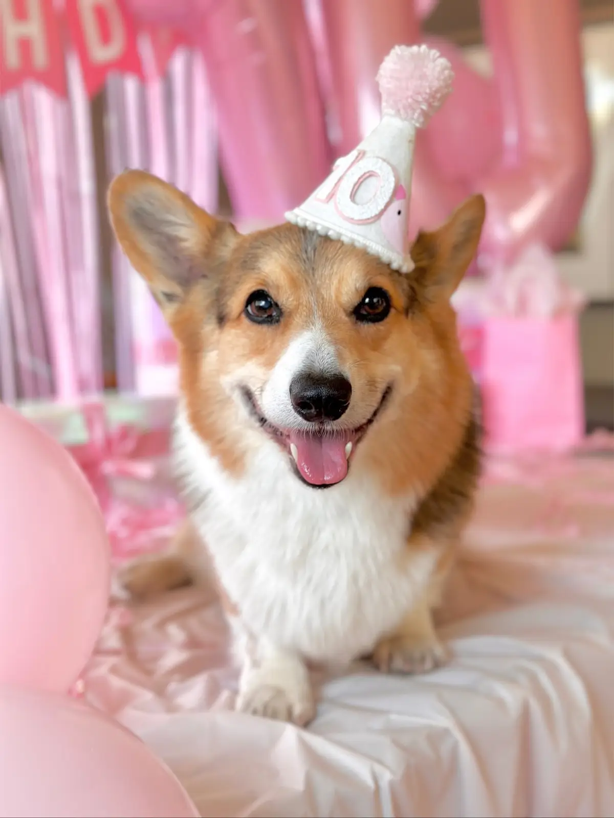 Happy 10th birthday Brady! 🐽🥳 Poppa and I are so blessed to have you in our lives. You make every day so special...lub you more than you’ll ever know. 💕  #corgi #dogs #pets #dogbirthday #dogmom 