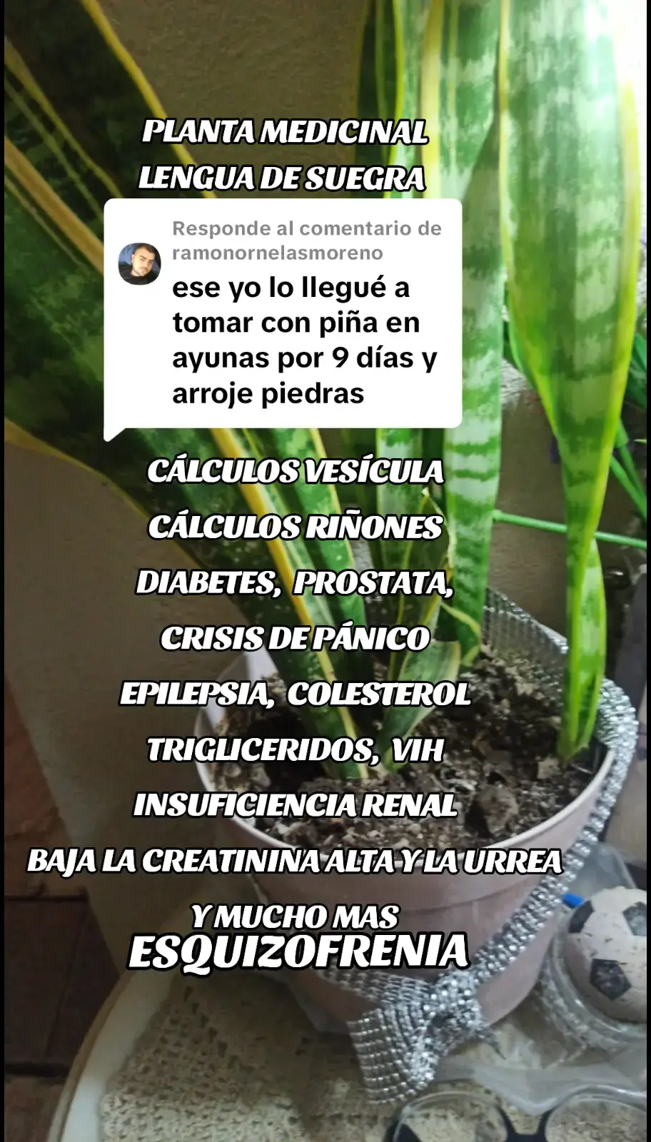 Respuesta a @ramonornelasmoreno #plantalenguadesuegra  #preparacionplantalenguadesuegra  #lonaturarsana   #viralvideo  #pfy  #paratii  #lenguadesuegra🌿  #preparacionplantalenguadesuegra 