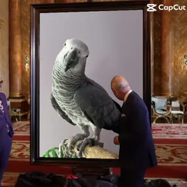 Symon says: HRH King Charles III finally revealed the best portrait ever👑Princess Symon👑 🤣🤣👑#symontheafricangreyparrot #babyparrot #congoafricangrey #africangrey #africangreyparrot #parrot #parrotsoftiktok #africanparrot #africanparrots #parrotsoftiktok #greyparrots #africangreysoftiktok #symonpapps #congoafricangreysoftiktok #cag #talkingparrots #talkingparrot #parrotlovers #parrotlife #funnyparrot #talkingbird #africangreylover #bird #funnyparrot #crazyparrot #Africangreyparrotsoftiktok #girlpower #learningtotalk #educatedparrot #alextheparrot