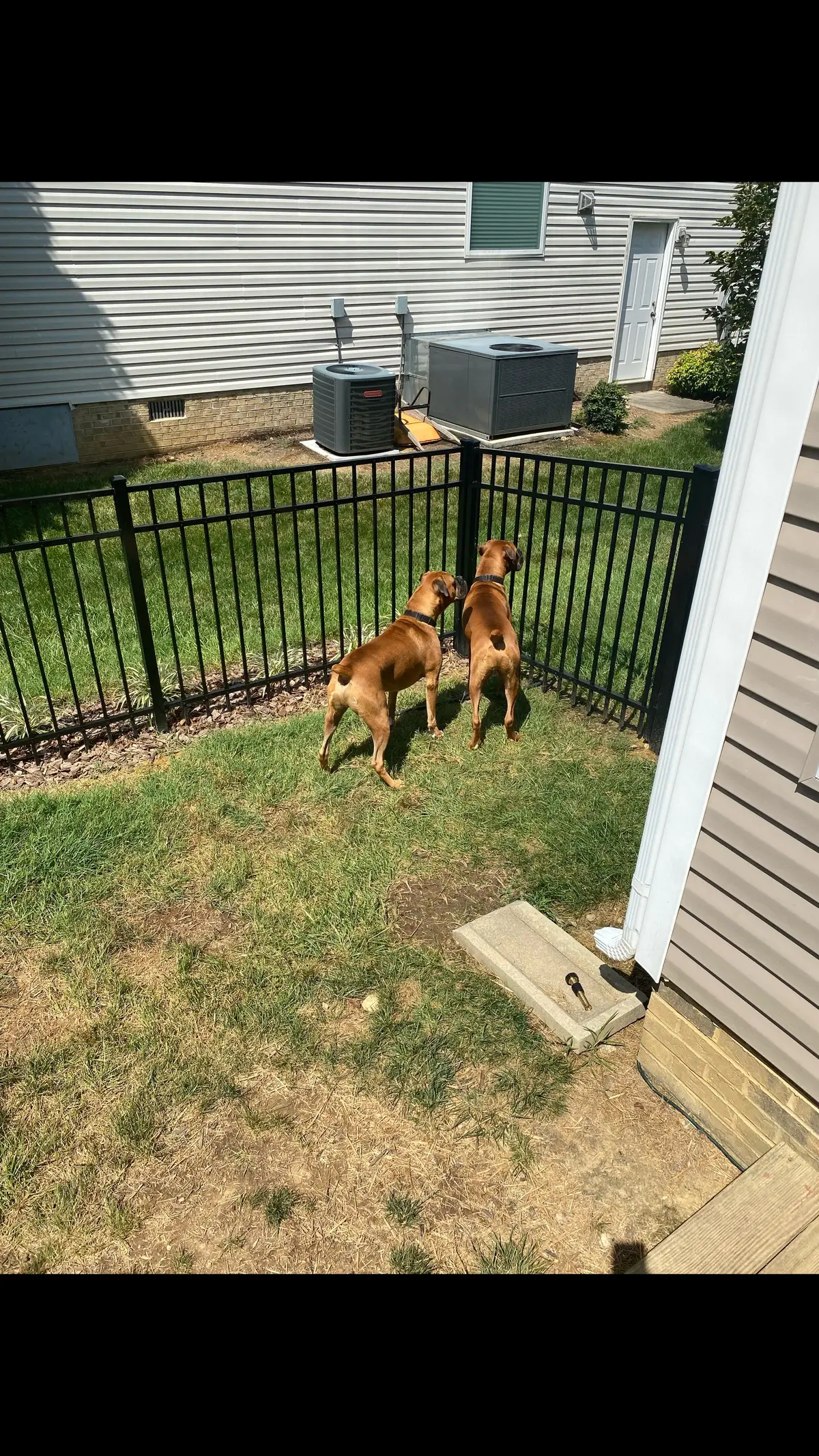 the twins doing their job well! #boxer #boxerdog #boxersoftiktok #boxerdogsoftiktok #cassius #clay #cassiusclay #dogsoftiktok #fyp#fypage #fypシ゚viral 
