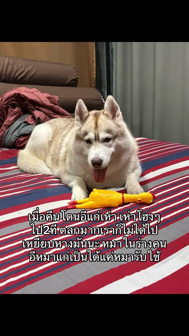 อีเฒ่า หนังเหี่ยว 😏 #สภาพ #ขึ้นฟีดเถอะ 