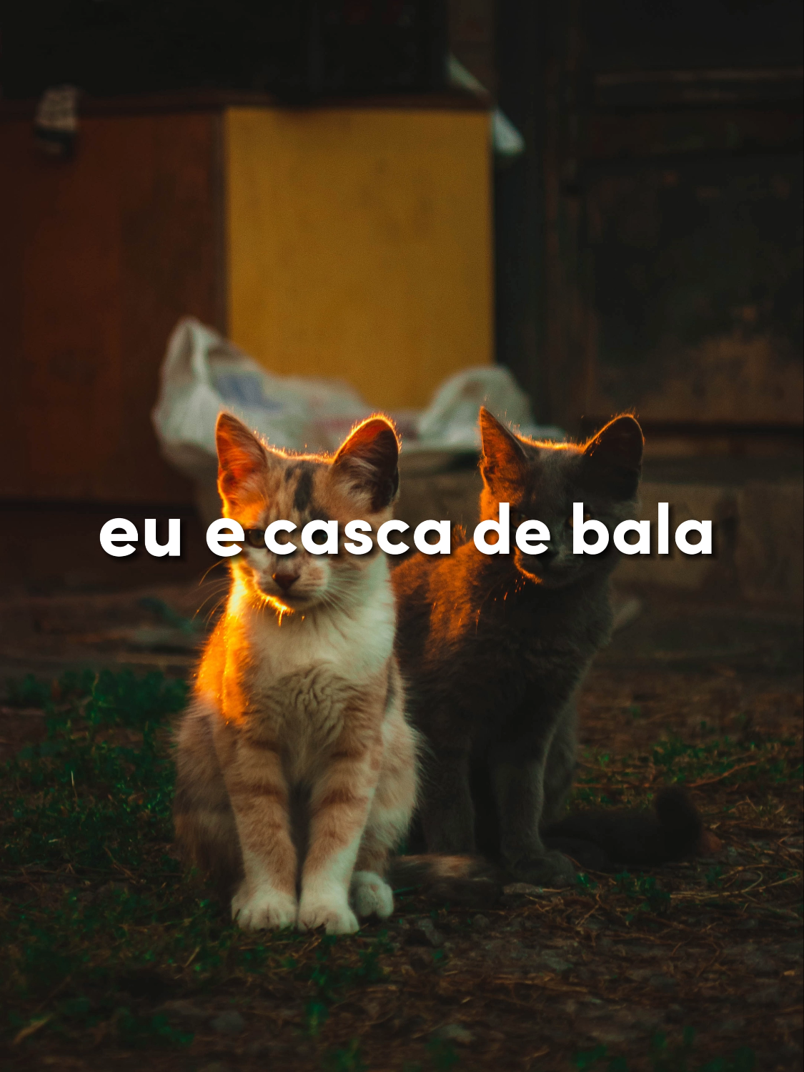 Eu e meu Parceiro! #cascadebala #gato #gatos #trendtiktok