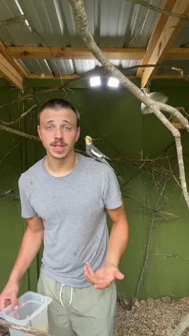 At least the cockatiels approve #fyp #cockatielsoftiktok #cockatiel 