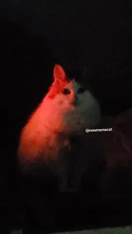 #cat 