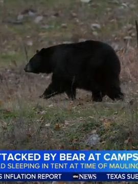 A black bear attacked and injured a child Sunday night in Montana, officials said. #fyp#news #bears #montana