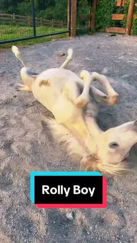 Squirt has the rolly gene🤣🐴 #minifoal #minifoalsoftiktok #foalsoftiktok #foalsof2024 #babyhorse 