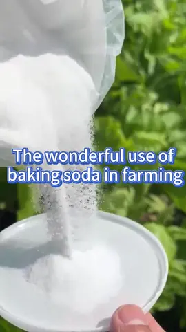 #garden #gardening #planting #plants #plant #gardeningtips #farming #gardentools #vegetablegarden #homegardening #homegarden 