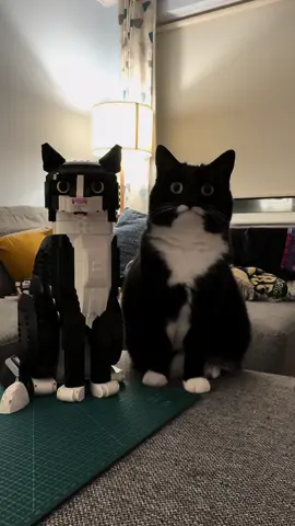 We did NOT realise quite how similar it was going to be 😂 We’re thinking of getting a few black pieces to replace the nose and tip of the tail so it will be TRULY identical! In the meantime, tag @LEGO so they can see the Tuxedo Cat set come to life! 😁  #mycatjyn #lego #tuxedocat 