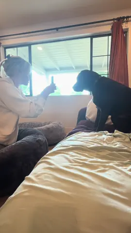 Me all day every day  #PetsOfTikTok #labpuppy #labradorretriever #fyp #viral #chocolatelab #1min #longervideos #puppylove  #CapCut 