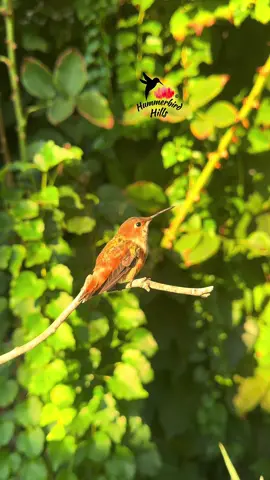 Delicate beauty ☀️✨ #hummingbirds #nature #allenshummingbird  . Share this video with friends and family to spread the joy of hummingbirds ✨ . . © All rights reserved.  Don’t use without permission.  . . . #birds #naturelover #Outdoors #birdwatching #gardenbirds #featherperfection #instabirds #wildlife #hummingbirdfeeder #backyardbirds #birdsinflight #hummingbird  #hummingbirdsoftiktok #asmr #foryou #vibes #WeekendVibes #viral #fyp #foryoupage #reels #birdreels #naturereels #reels__tiktok #viralvideo 