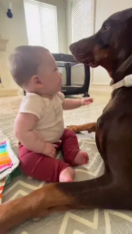 Ok but HE started it #Doberman #BabyAndDog #DogCuddles #PuppyLove #DogAndBaby #CutePets #DogsofTikTok #BabyAndPup #PuppyKisses #BabyMoments #DobermanPinscher #FurBaby #Inseparable #BestBuddies #DogLovers #DobermanLife #DogsAndBabies #FurryFriendship #BabyBestie #PuppySnuggles #DobermanPuppy #PuppyLoveStory #AdorableBabies #DogsOfInsta #BabyAndDogBond #DobermanPride #CuteAndCuddly #DogsAreFamily #PuppyAndBaby #SweetMoments #DogAndBabyLove #DobermanNation #CuddleBuddies #DobermanAddict #BabiesAndDogs #PupAndBaby #DogMoments #FamilyDog #CutePetsOfTikTok #FurryCompanions #DobermanObsessed #BestFriends #BabyDogAdventures #DobermanWorld #BabyAndFurBaby #LoyalDoberman #PuppyTales #DobermanLovers #BabiesOfInstagram #DoggieAndMe #PuppyAndBabyLove #CuddleGoals #DoggyCuddles #BabyPuppyLove #PuppyJoy #DogLover #DobermanDaily #AdorablePets #InstaPuppy #BabyPuppyCuddle #FurFamily #PetAndBaby #PuppyLife #DogBonding #DobermanStyle #BabiesAndPets #DoggieLove #PuppyAndMe #CuddlyPets #DogFriendly #PuppyAndBabyMoments #DobermanAdventures #BabyLove #DoggyTime #BestieGoals #PetLovers #BabyGiggles #DobermanFamily #PupAndBabyLove #FurryFriends #PuppyLoveStory #FamilyBonding #BabyAndDogGoals #DoggyDay #DobermanStories #PuppyAndBabySnuggles #InstaDog #DogCuddleTime #BabyDogsOfInstagram #DobermanPuppyLove #BabyAndPets #DobermanPower #BabyDogLove #PuppyAndMeTime #PetLoversOfTikTok #DoggyMoments #PuppyAndBabyCuddles #BestPetFriends #DogAndBabyCuddles #AdorablePetsOfTikTok #DobermanBuddies #PetAndBabyLove #CuddleCompanions #BabyDoggieLove #PuppyTime #DobermanSpirit #BabyCuddleTime #DogAndBabyInseparable #PetMoments #PuppyAndBabyBFFs #DogLove #FurBabyLove #DobermanBonds #PuppyAdventures #BabiesAndPetsGoals #PuppyFriendship #DobermanCuties #BabyAndDogLife #DogAndBabyBesties #PuppyMagic #DobermanVibes #CuddlePals #BabyPuppyAdventures #FurBabyMoments #BestFriendsForLife #BabyDoggieMoments #DobermanFamilyTime #CuddleTime #PuppyAndBabyInLove #PetFamily #DoggieBonds #BabyAndDogBFFs #PuppyCuddlesForever #DobermanBabies #BabyAndFurMoments #DoggieCuddleGoals #PuppyAndBabyBonds #DobermanHugs #CuddleBuddiesForever #BabyAndDoggieLove #DogAndBabyFamily #PuppyAndBabyGoals #DobermanSmooches #BabyAndDoggyMoments #PuppyAndBabyForever #DoggieHugs #CuddleBuddiesGoals #BestieCuddles #DoggyAndBabyCuddles #PuppyHugs #BabyPuppyBesties #DobermanDreams #CuddleMoments #BabyAndDoggieBesties #DoggieAndBabySnuggles #PuppyAndBabyMoments #DobermanAndBabyLove #BestiePaws #DogAndBabyMagic #PuppyAndBabyBonding #DobermanKisses #CuddlePalsForever #BabyAndDoggyBond #DoggyAndBabyLove #PuppyAndBabyCuddleGoals #DobermanLifeMoments #BabyAndDoggieHugs #DogAndBabyMagicMoments #PuppyAndBabyForever #CuddleAndLove #BabyAndDoggyTime #DogAndBabyDreams #PuppyAndBabySnuggleGoals #DobermanFamilyBonding #BabyAndDogMoments #CuddleBesties #BestieHugs #DogAndBabyForever #PuppyAndBabyHugs #DobermanAndBabyCuddles #BabyAndDoggyBonds #DogAndBabyBondGoals #PuppyAndBabyDreams #CuddleBabies #BabyAndDoggyHugs #DogAndBabyMoments #PuppyAndBabyMagic #DobermanAndBabyMoments #BabyAndDogLoveForever #CuddleDogAndBaby #BestieLove #DogAndBabyCuddlesForever #puppyandbabymomentsforever 