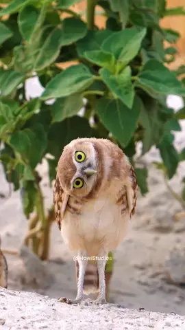 owel turning his head 😱 #nature #owel #england #sea #usa #germany #italy #españa #france #viral #tiktok #fyp 