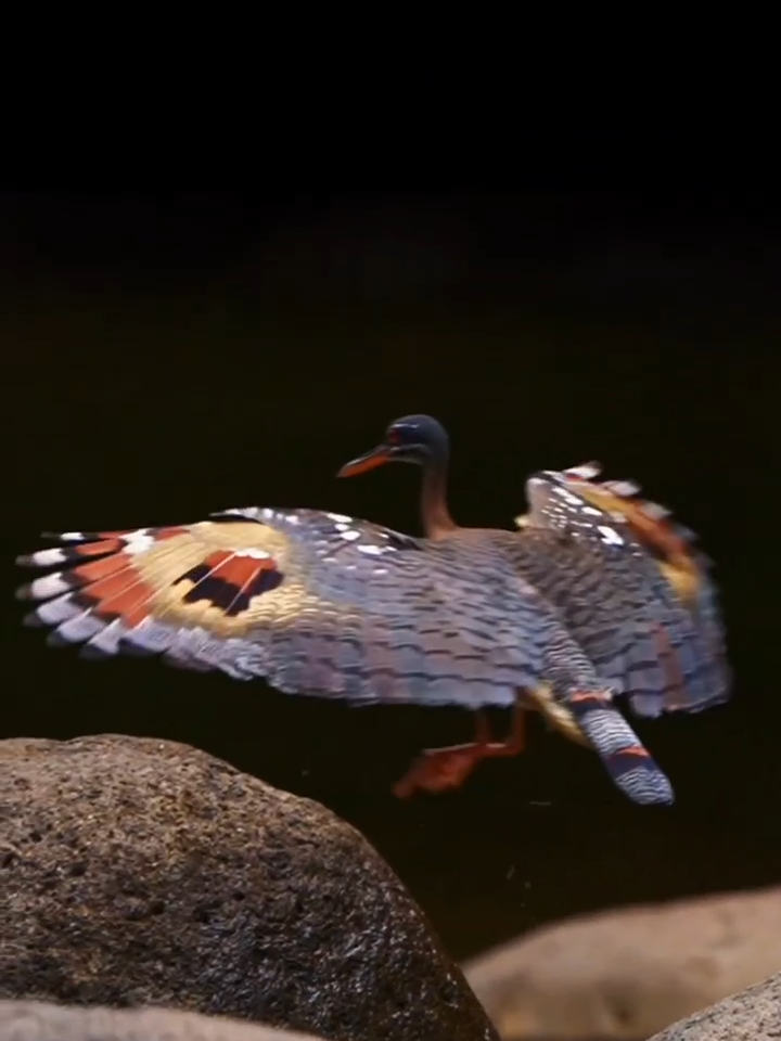 beautiful Sunbittern #birds #nature lovers #animallovers