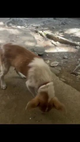 Kawawa man to, naligaw yta 🥹