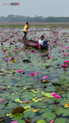 Serenity: Harvesting Water Lilies #Drone #WaterLilies #Boat #AerialView #Nature #Scenic #Collection #Water #Beautiful #Landscape #Flowers #Lake #Harvesting #Tranquil #Wetlands #Viral #Explore #Photography #NatureLovers #BeautyInNature #lotus #foryou 