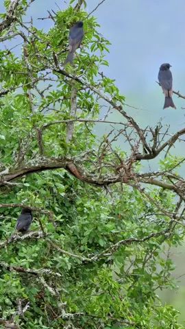 It can mimic the alarm calls of more than 50 different animals, tricking them to steal their food.Fork Tailed Drongo (Dicrurus adsimilis).#birds #forktaileddrongo 