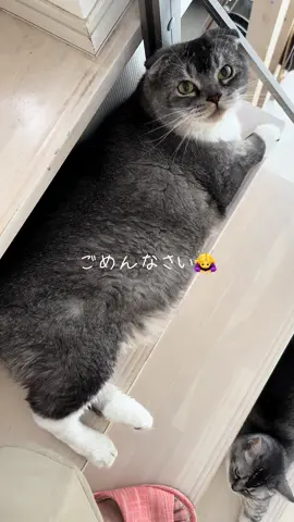 狭すぎる階段でついに尻尾を踏んでしまった#猫好きさんと繋がりたい #scottish #猫のいる生活 #猫の日常 #cat #猫好き動画 #猫のしっぽ #多頭飼いの幸せ 