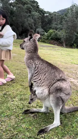 Kangaroo with his baby . #australia🇦🇺 #malaysia  #kangaroo 