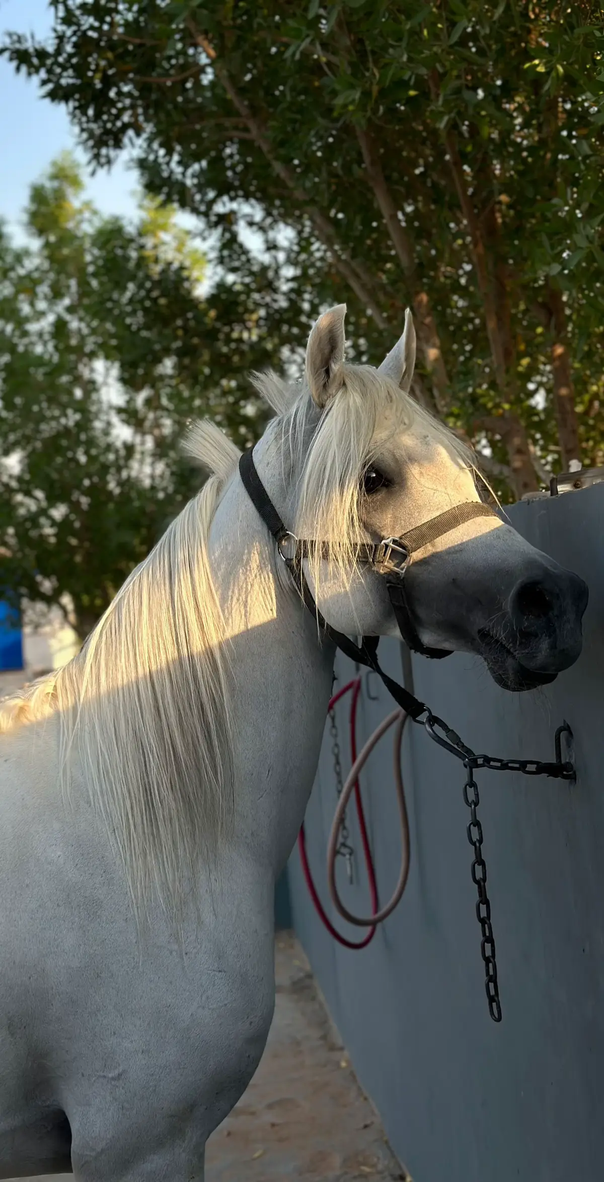 #اسطبل_هورس_برادايس #fypシ #اكسبلورexplore_خيل_وخياله🐎🤍 #viral #خيل_وخياله🐎_خيل_عربي @اسطبل هورس برادايس #foryou 