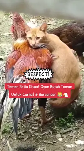 Teman Curhat Oyen 😹😹 #kucing #kucinglucu #cat 
