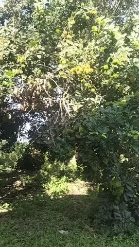 panen rambutan