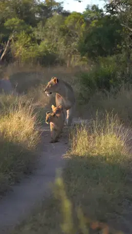 Take a look in a moment with one of the lionesses and her three cubs. Witness the bond between mother and offspring as they grow in pride. ⁠