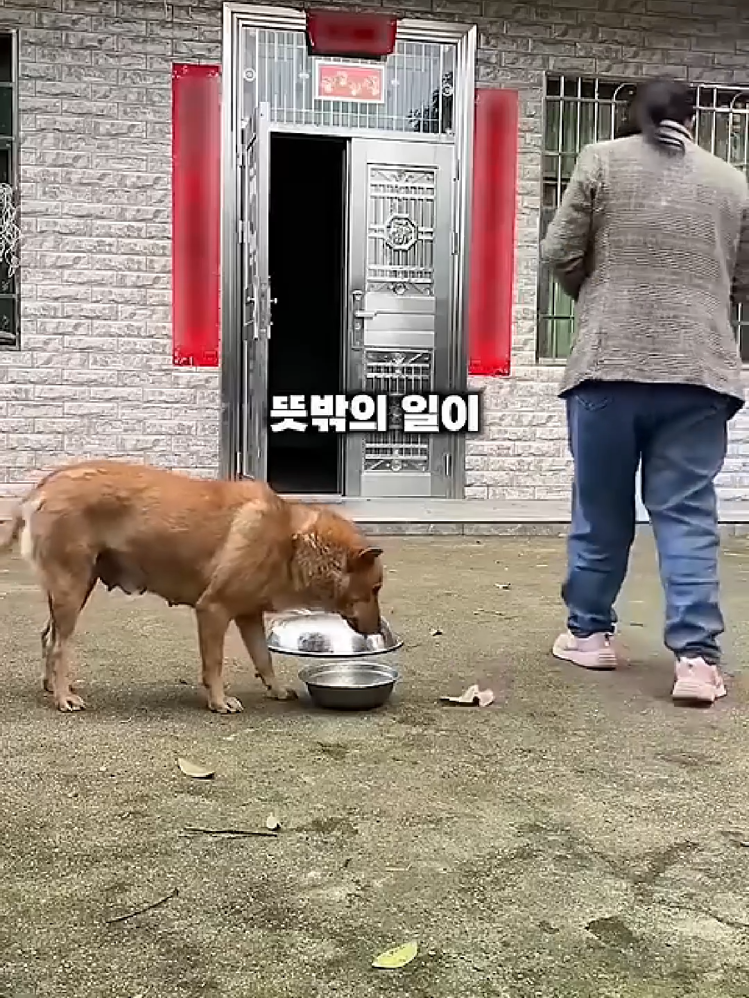 돈의 가치를 알고 있는 강아지의 뜻밖의 행