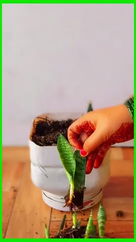 Propagate Sansevieria Snake Plant Easy Ways! How to propagate Sansevieria (Snake Plant) in water or in soil easily, by leaf cutting#foryou #plantdecorideas #viralvideos #plantdecorpot #indoorplants 