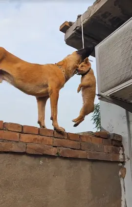 😊😊😊 #fyp #tiktokdogs #puppy #dogsoftiktok #tiktokdog #petdog #viral #nyc #fypシ #funny  #foryoupageofficiall #foryou 