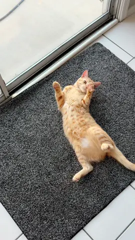 She loves being complimented #cats#catsoftiktok#trendwatch  