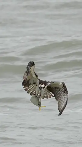 We are all guilty of biting off more than we can chew and getting swamped as a result and sometimes we get hit even harder while we are trying to get back up just like this Osprey whose prized catch proved to be too big to get airborne. While the bird tries to recover, Mother Nature introduces a nice sized frothy wall of white water to make things even worse for the Osprey.  Did the bird give up? Nope. It relaxed and let that massive wave pass and got itself back in the air and tried again. Again, these are all things we can learn from. We just have to pay attention sometimes and go with the flow.