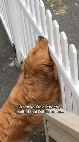 All bets are off when Dad gets home 🤪 #goldenretriever #dogdad #cutedog #funnydog 