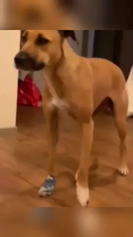 Funny dogs compilation #funnydog #funnypet #cutedog #dogsoftiktok #doglover #dog 