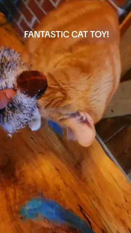 #creatorsearchinsights #cattoy #cats #kittens #catmom #catlife #catfun #catenrichment #potaroma #catnip 