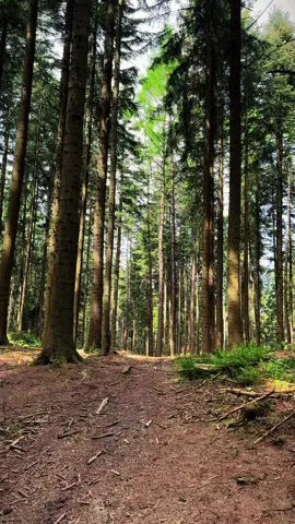 Walking through a beautiful summer forest, surrounded by the vibrant colors of nature 🌳✨ A place full of peace and magic. #nature #Summer #relaxation #forest #forestry #forestwalk 