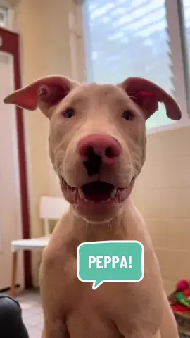4 month old Peppa is the life of the party. She is silly, confident, playful, and sweet. The fact that she was born deaf and with a limited ability to see does not slow her down one bit. She navigates her world with ease, thanks to her cute little pink nose! 🐽 Peppa loves toys, people, and other dogs! She gives the BEST ✨kid sister energy!✨ ADOPT PEPPA! 🩷 Apply to adopt at hihs.org #fyp #animalshelter #shelterdog #hawaii #bigisland 