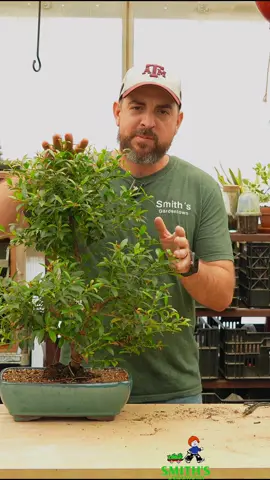 earn how to trim your bonsai 🌳 with quick tips to keep it looking great and growing strong. ✂️ Perfect for beginners and seasoned bonsai enthusiasts! #smithsgardentown #bonsai #bonsaicare #bonsaitips #howto #gardening #hobby