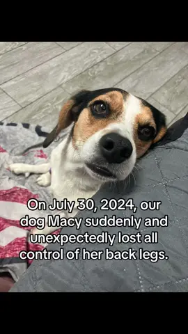 EDIT: The date was actually July 29th! She still has a ways to go, but she has already come so far!!! 🫶🏻 So proud of our girl! #beagle #beaglesoftiktok #paralyzeddog #cartdog #dogmom #macysjourney #macysgifttok #foryou #foryoupage #fypage #dog #dogs #dogsoftiktok 