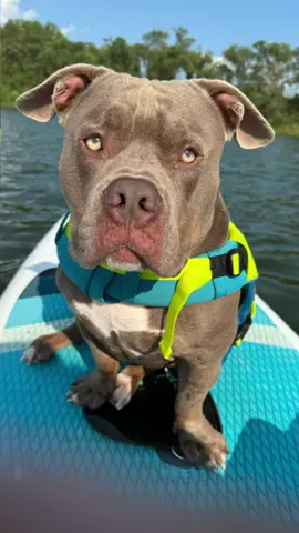 Call me Apawlo the Disney Dog #apawlothetank #viral #dogs #dogsoftiktok #disney #ilovemydog #foryou #funnydog #paddleboard #episodeisekaicapcut 