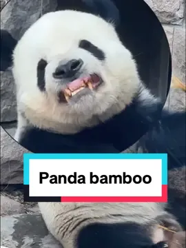 Have you ever seen a panda that bares its teeth breaking bamboo?🤣🤣#panda #cutepanda #cuteanimals #fyp #bamboo #mengerpanda 