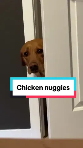 She couldn’t resist 😂 #labrador #labradorretriever #puppy #nuggets 