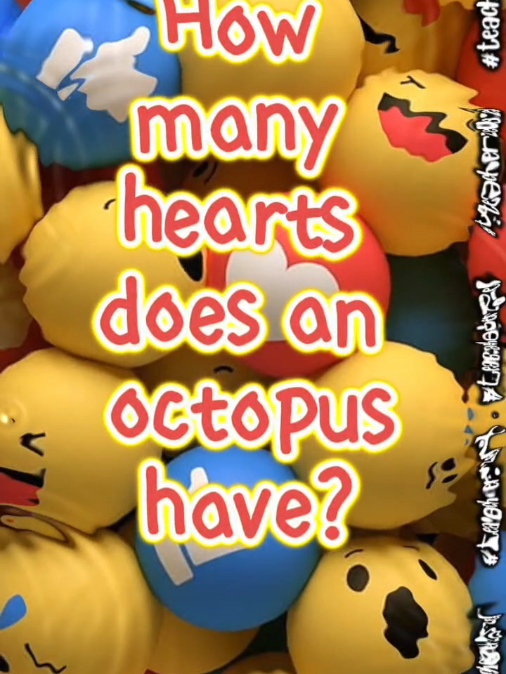 How many hearts does an octopus have? #teacherzel #questions