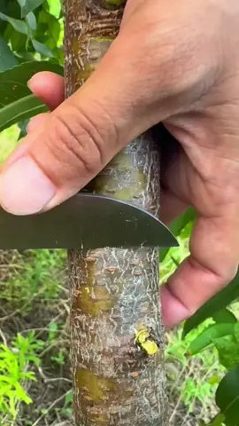 How to Grafting fruit tree #fyp #foryou #graftingtechniques #grafting #gardening 