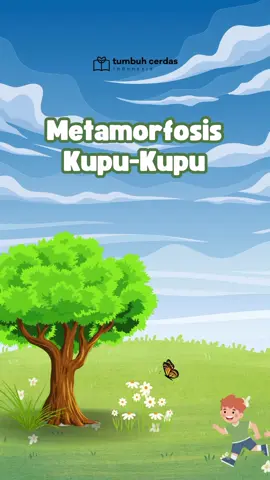 Hi Moms! Tahu nggak sih??? Metamorfosis kupu-kupu itu seperti perjalanan yang luar biasa! Dimulai dari telur, lalu menjadi ulat yang makan banyak, setelah itu membentuk kepompong, dan pada akhirnya berubah menjadi kupu-kupu yang indah. Daripada penasaran, yuk simak videonya bersama! #fyp #foryou #tumbuhcerdasjakarta #happylearning #MontessoriJakarta #lesprivatjakarta 