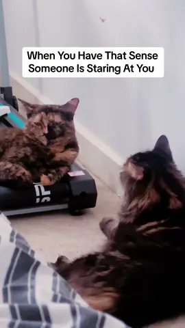 Ivys got that sense..  #catsoftiktok #cats #cute #funny #catlover #fyp 